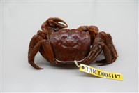 藏品(中型東方蟹)的圖片